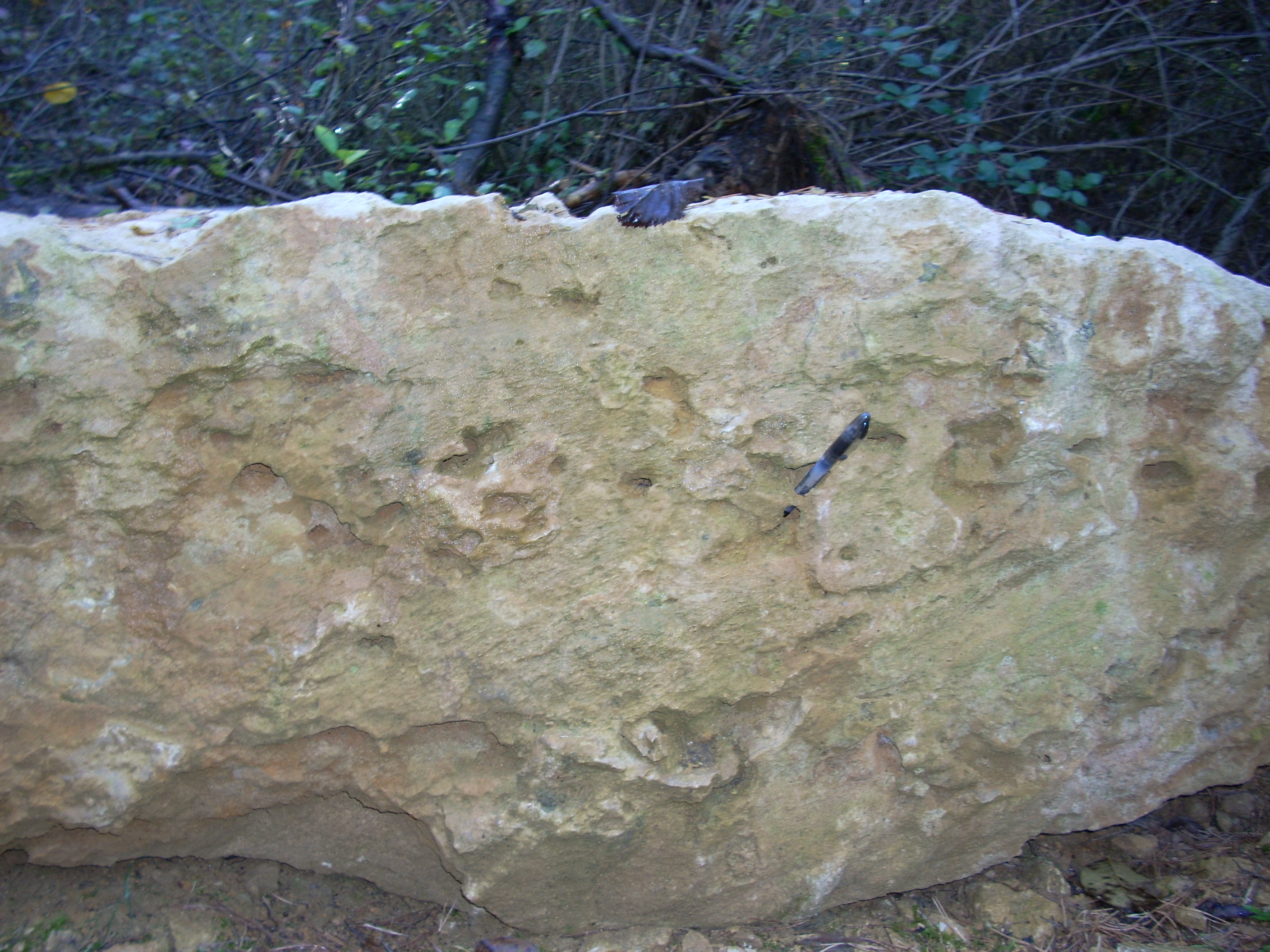 calcaire oolitique avec terriers detail
