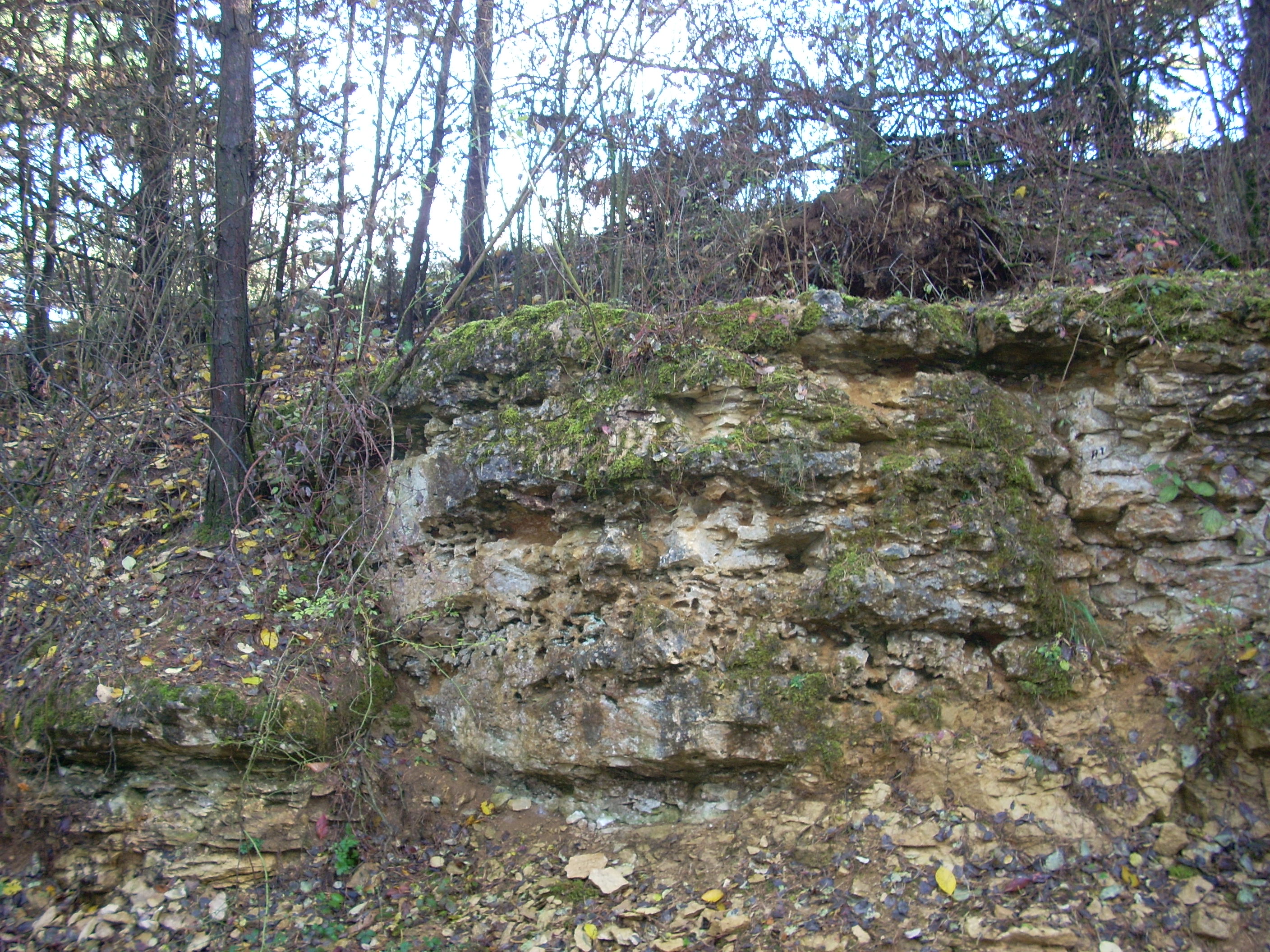 calcaire oolitique avec terriers vue densemble