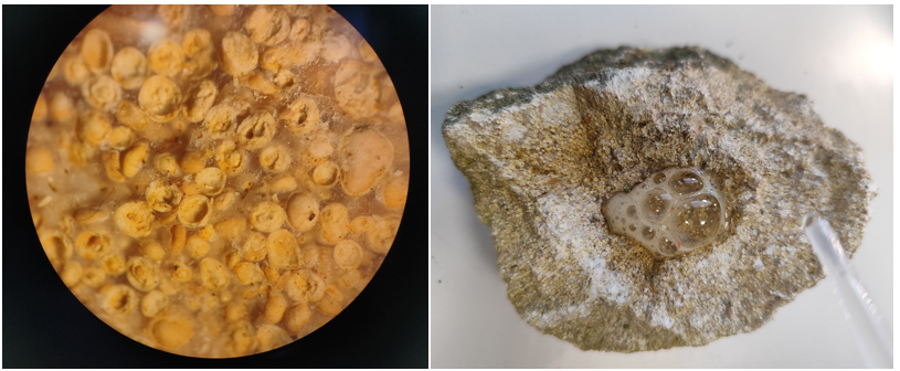 calcaire oolithique bino et acide