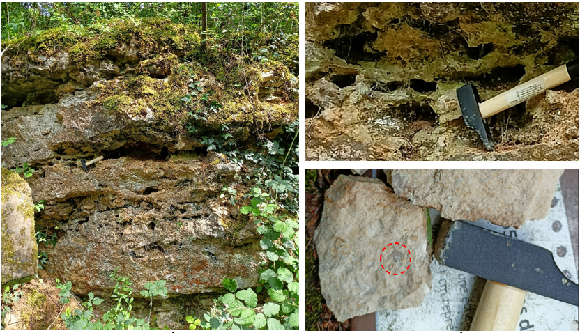 terrier et débris calcaire oolithique