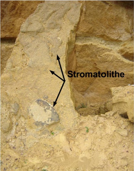Strangelberg (68) Stromatolithe 1